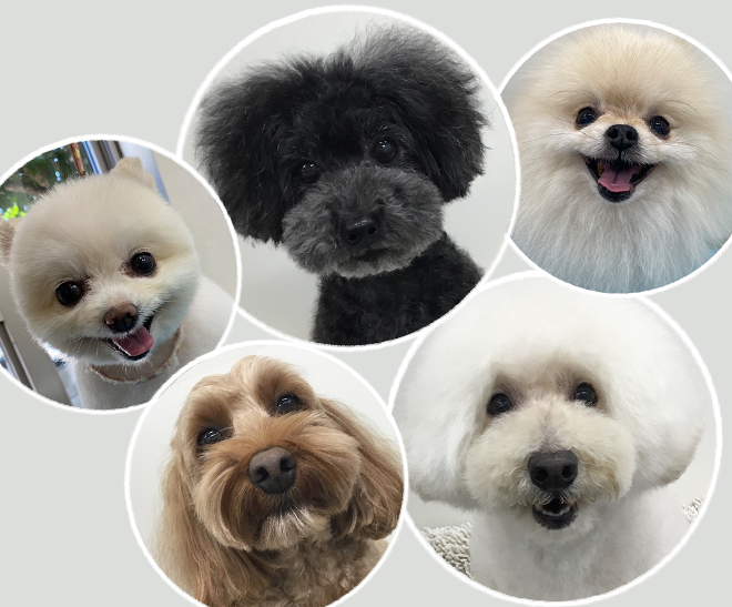 ピンクパック中のワンちゃん