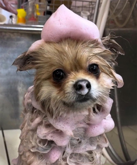 ピンクパック中のワンちゃん
