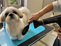 ワンランクアップシャンプー